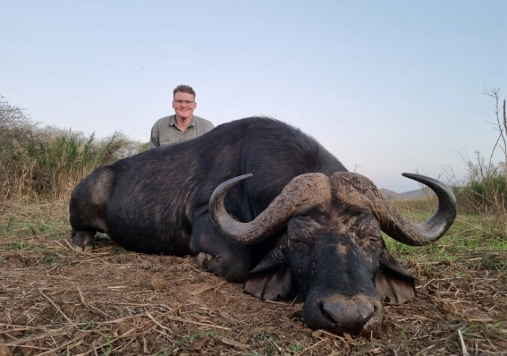 Cape Buffalo